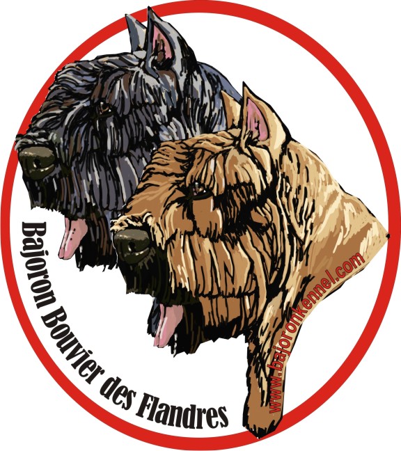 BAJORON BOUVIER DES FLANDRES APPLICATION AND PAY SCHEDULE PAGE